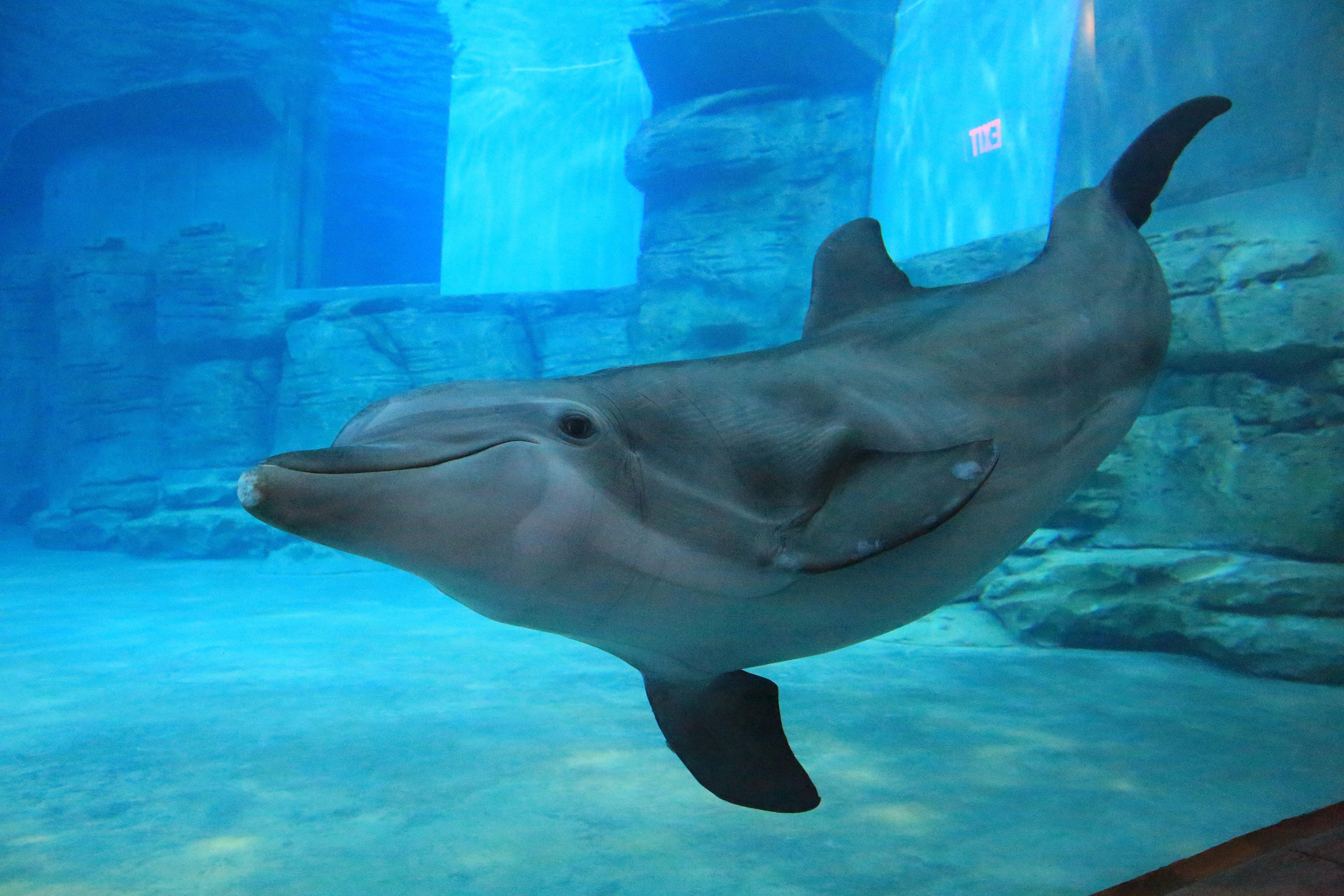 Winter The Dolphin'S Beach Club, Ascend Hotel Collection Clearwater Beach Zewnętrze zdjęcie