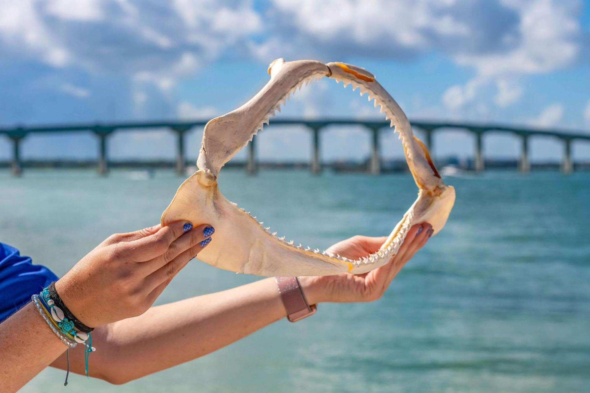 Winter The Dolphin'S Beach Club, Ascend Hotel Collection Clearwater Beach Zewnętrze zdjęcie